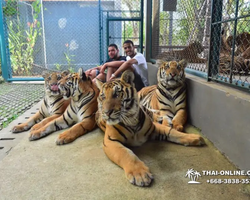 Тигровый парк поездка Таиланд, играть с тигрятами в Паттайе - фото 148
