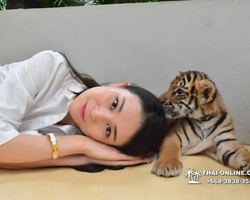 Тигровый парк поездка Таиланд 46