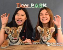 Тигровый парк поездка Таиланд 27
