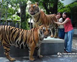 Тигровый парк поездка Таиланд, играть с тигрятами в Паттайе - фото 157