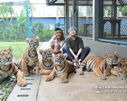 Тигровый парк поездка Таиланд, играть с тигрятами в Паттайе - фото 122