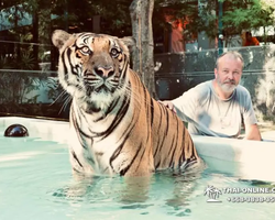 Тигровый парк поездка Таиланд, играть с тигрятами в Паттайе - фото 54