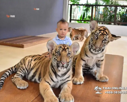 Тигровый парк поездка Таиланд 19