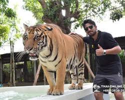 Тигровый парк поездка Таиланд, играть с тигрятами в Паттайе - фото 73