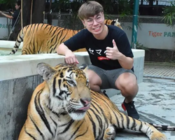 Тигровый парк поездка Таиланд, играть с тигрятами в Паттайе - фото 172