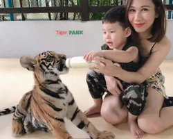 Тигровый парк поездка Таиланд, играть с тигрятами в Паттайе - фото 80