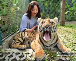Тигровый парк поездка Таиланд, играть с тигрятами в Паттайе - фото 113