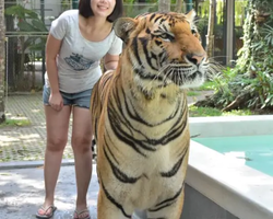 Тигровый парк поездка Таиланд, играть с тигрятами в Паттайе - фото 173