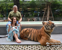Тигровый парк поездка Таиланд, играть с тигрятами в Паттайе - фото 174
