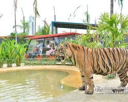 Тигровый парк поездка Таиланд, играть с тигрятами в Паттайе - фото 65