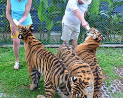 Тигровый парк поездка Таиланд, играть с тигрятами в Паттайе - фото 106