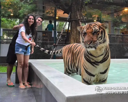 Тигровый парк поездка Таиланд, играть с тигрятами в Паттайе - фото 91