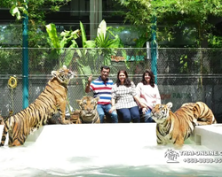 Тигровый парк поездка Таиланд, играть с тигрятами в Паттайе - фото 126