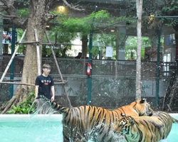 Тигровый парк поездка Таиланд, играть с тигрятами в Паттайе - фото 144