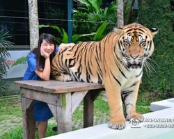 Тигровый парк поездка Таиланд, играть с тигрятами в Паттайе - фото 153