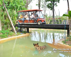 Тигровый парк поездка Таиланд, играть с тигрятами в Паттайе - фото 139