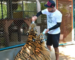 Тигровый парк поездка Таиланд, играть с тигрятами в Паттайе - фото 117