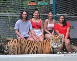 Тигровый парк поездка Таиланд, играть с тигрятами в Паттайе - фото 123
