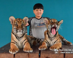 Тигровый парк поездка Таиланд 38