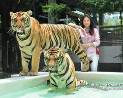 Тигровый парк поездка Таиланд, играть с тигрятами в Паттайе - фото 55
