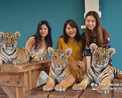 Тигровый парк поездка Таиланд, играть с тигрятами в Паттайе - фото 95