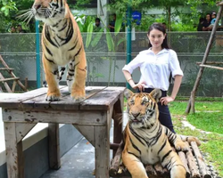 Тигровый парк поездка Таиланд, играть с тигрятами в Паттайе - фото 133