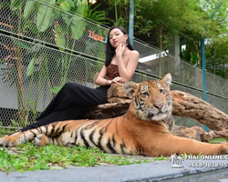 Тигровый парк поездка Таиланд, играть с тигрятами в Паттайе - фото 112