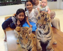 Тигровый парк поездка Таиланд, играть с тигрятами в Паттайе - фото 170