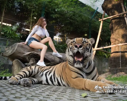 Тигровый парк поездка Таиланд, играть с тигрятами в Паттайе - фото 64