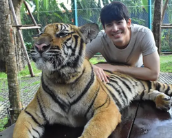 Тигровый парк поездка Таиланд, играть с тигрятами в Паттайе - фото 150