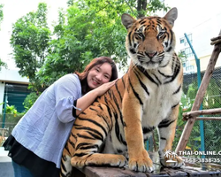 Тигровый парк поездка Таиланд, играть с тигрятами в Паттайе - фото 142