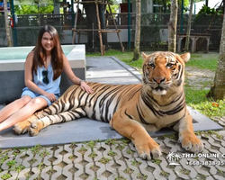 Тигровый парк поездка Таиланд, играть с тигрятами в Паттайе - фото 164