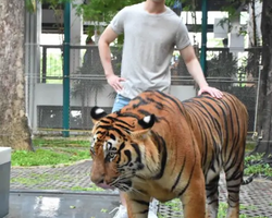 Тигровый парк поездка Таиланд, играть с тигрятами в Паттайе - фото 66