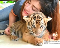 Тигровый парк поездка Таиланд, играть с тигрятами в Паттайе - фото 75