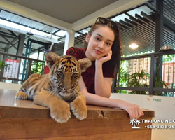 Тигровый парк поездка Таиланд, играть с тигрятами в Паттайе - фото 92