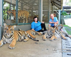 Тигровый парк поездка Таиланд, играть с тигрятами в Паттайе - фото 158