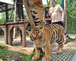 Тигровый парк поездка Таиланд, играть с тигрятами в Паттайе - фото 116