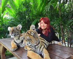 Тигровый парк поездка Таиланд, играть с тигрятами в Паттайе - фото 59