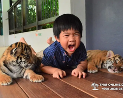 Тигровый парк поездка Таиланд, играть с тигрятами в Паттайе - фото 99