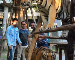 Тигровый парк поездка Таиланд, играть с тигрятами в Паттайе - фото 159