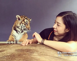 Тигровый парк поездка Таиланд 4