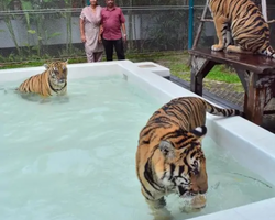 Тигровый парк поездка Таиланд, играть с тигрятами в Паттайе - фото 85