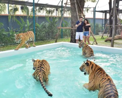Тигровый парк поездка Таиланд, играть с тигрятами в Паттайе - фото 57