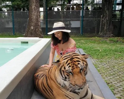 Тигровый парк поездка Таиланд, играть с тигрятами в Паттайе - фото 60