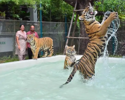 Тигровый парк поездка Таиланд, играть с тигрятами в Паттайе - фото 58