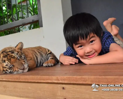 Тигровый парк поездка Таиланд 3