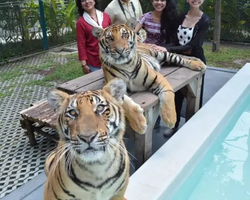 Тигровый парк поездка Таиланд, играть с тигрятами в Паттайе - фото 56