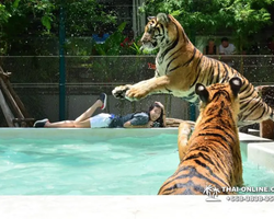 Тигровый парк поездка Таиланд, играть с тигрятами в Паттайе - фото 70