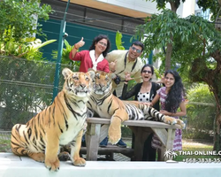 Тигровый парк поездка Таиланд, играть с тигрятами в Паттайе - фото 124