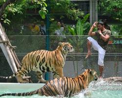 Тигровый парк поездка Таиланд, играть с тигрятами в Паттайе - фото 102